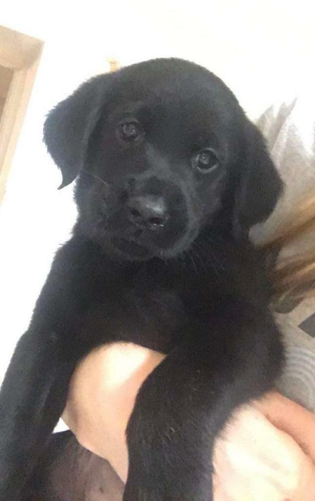 flat coated retriever gumtree